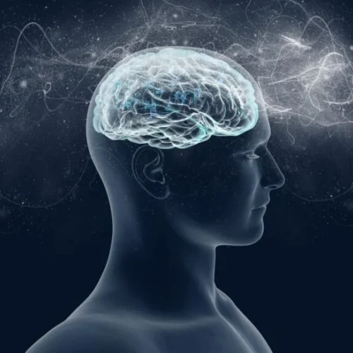 le cortex cérébral